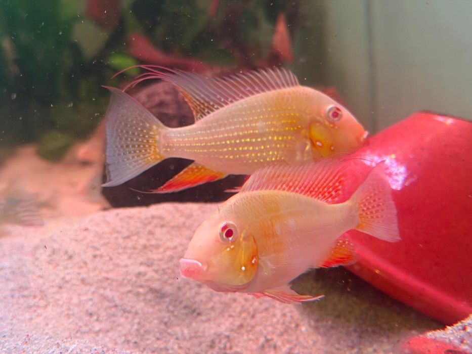 Vendo casal heckeli albino