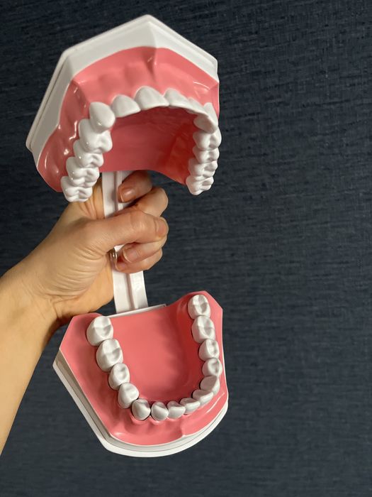 Model demonstracyjny szczeki colgate nowy