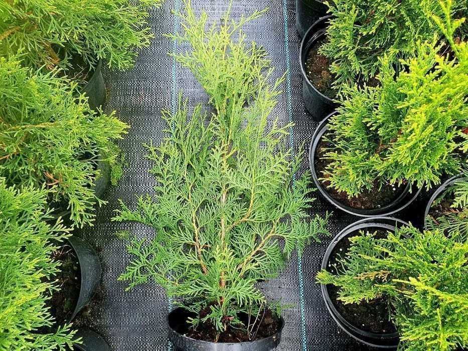 Tuja Thuja BRABANT 70cm duża donica 3L, gęsta, Usługa sadzenia  HIT!