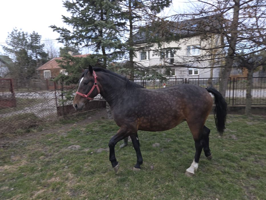 Sprzedam Klacz Śląska