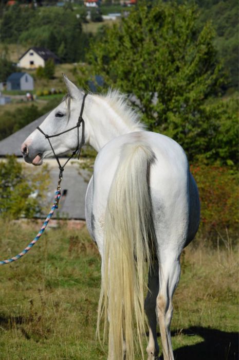 Klacz o wyjatkowje maści