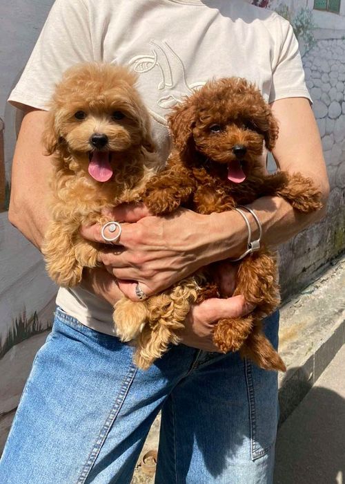 Красотулічки F 1 Мальтіпу.