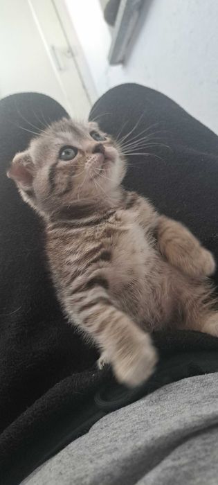 Шандська кішка висловуха вік 1 місяць 9днів їсть уже сухий корм і паштет роял канін ходить на лоток від наших котобатьків які проживають разом