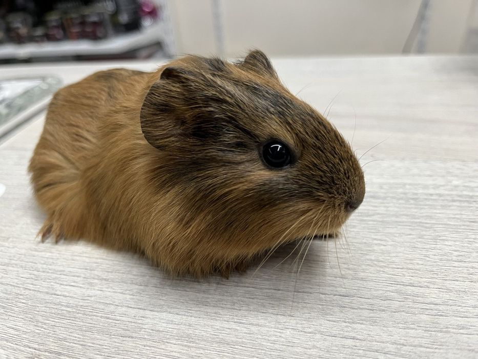 Морські свинки, ручні. Один місяць