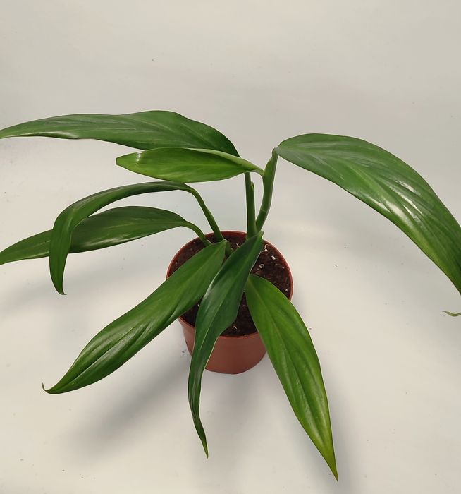 Епіпремнум Амплісімум Сільвер (Amplissimum siver) альба вайт варієгатн