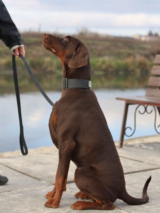 Доберман. Топ-крові. 11 місяців