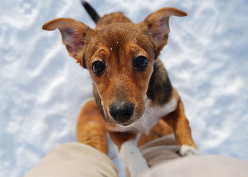 Mała Tola szuka domu