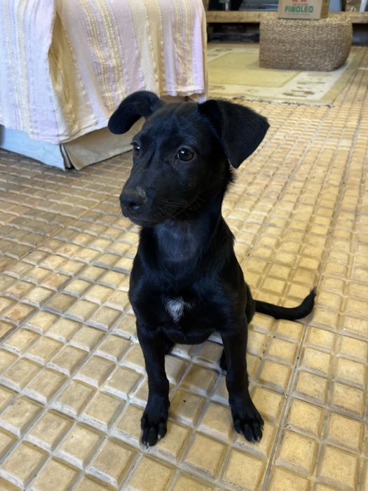 Maple, com 3 meses, para adoção responsável