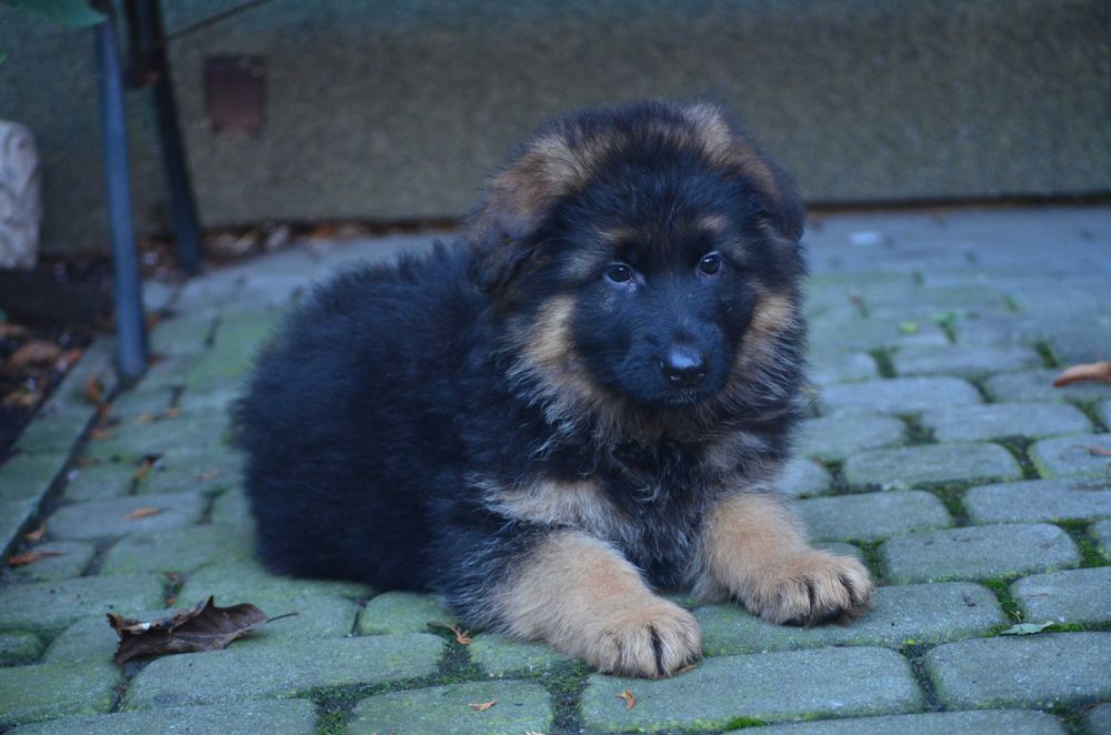 Owczarek Niemiecki Długowłosy SPRZEDAŻ!