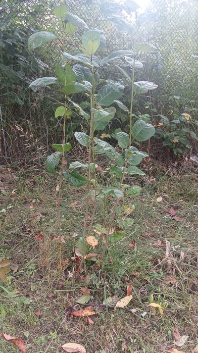 Саджанці вишні крупної