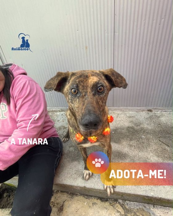 Tanara cadela porte medio