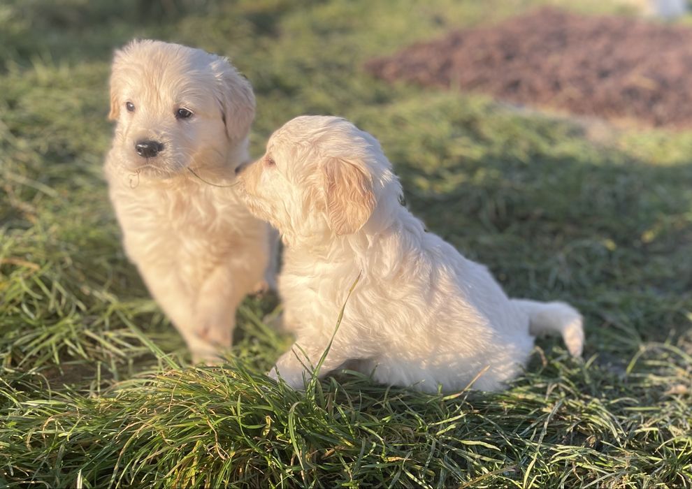 Szczeniak Golden Retriever