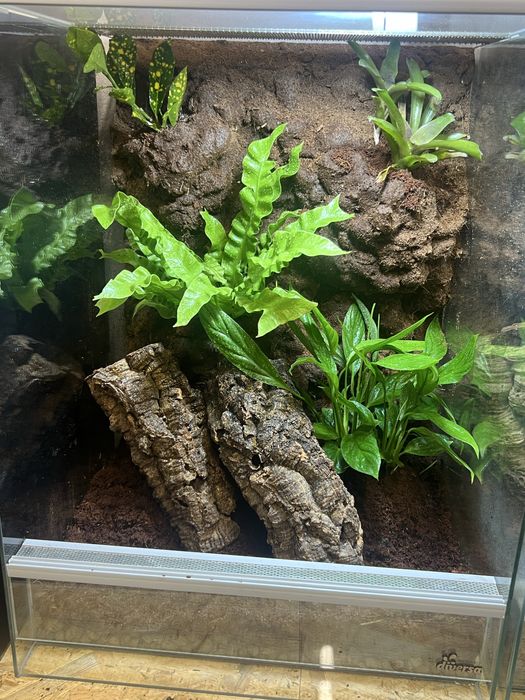 Terrarium diversa 45x45x60 gekon orzęsiony