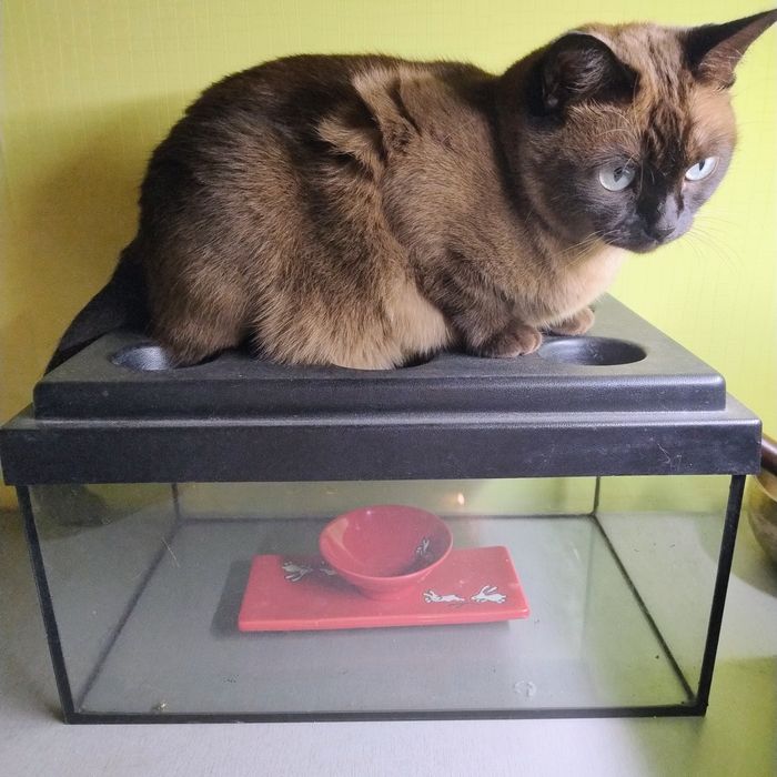 Продам аквариум для улиток, черепашек, рыбок