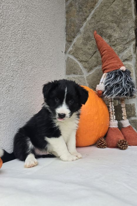 Border Collie piesek czarno-biały