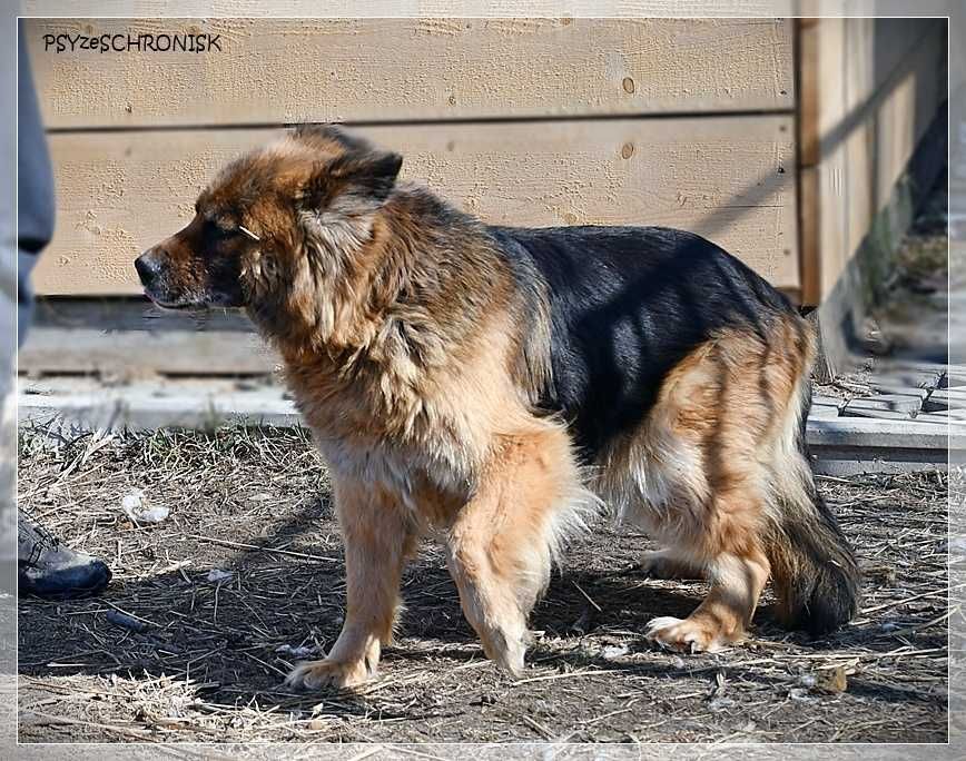 Kochana Kulka szuka domu