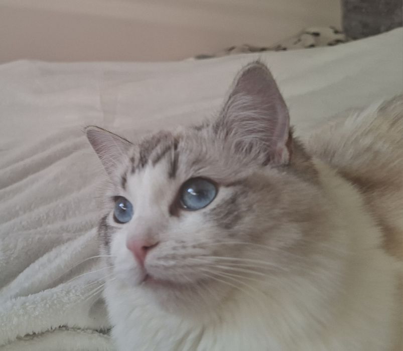 Śliczna kotka Ragdoll z rodowodem