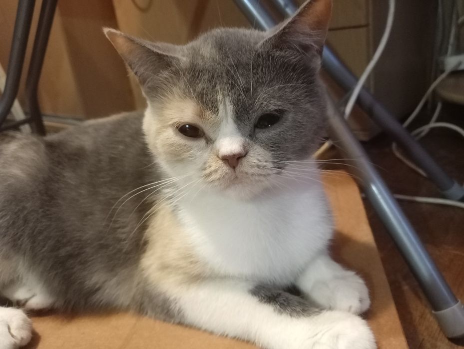 Британская кошечка