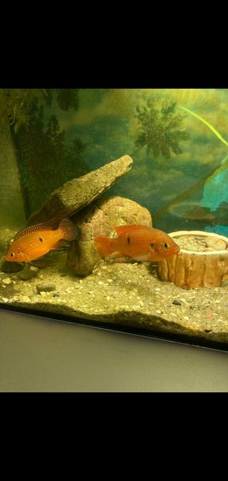 Хроміс Красень( мальок).