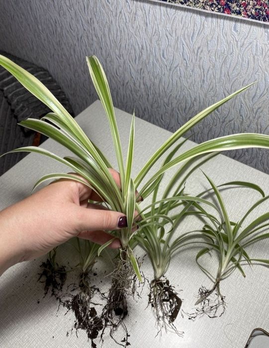 Хлорофітум вазони