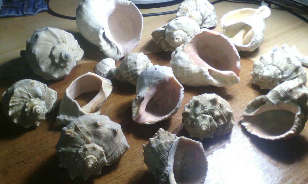 Ракушкі-рапани-мюшля