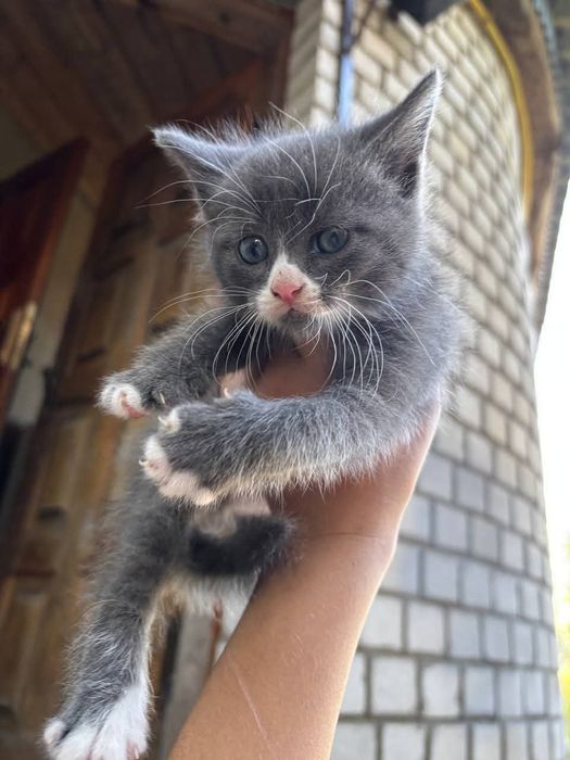 Харьков! Отдаётся котенок ответственным  хозяевам