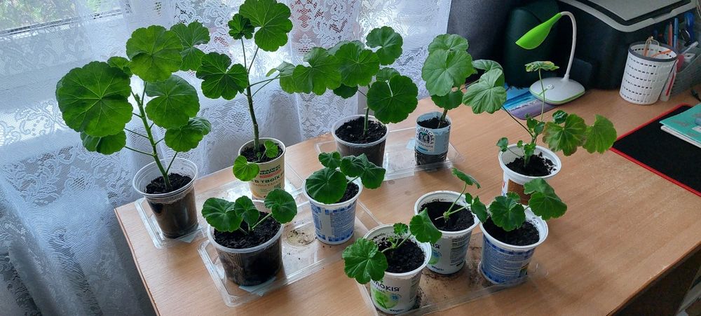 Герань пеларгонія калачик