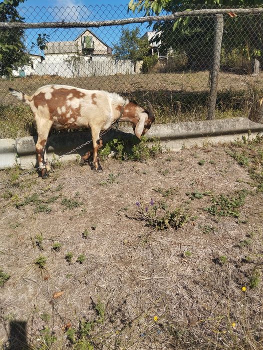 Англо Нубийский Козел (100%) для порытия вашей козы