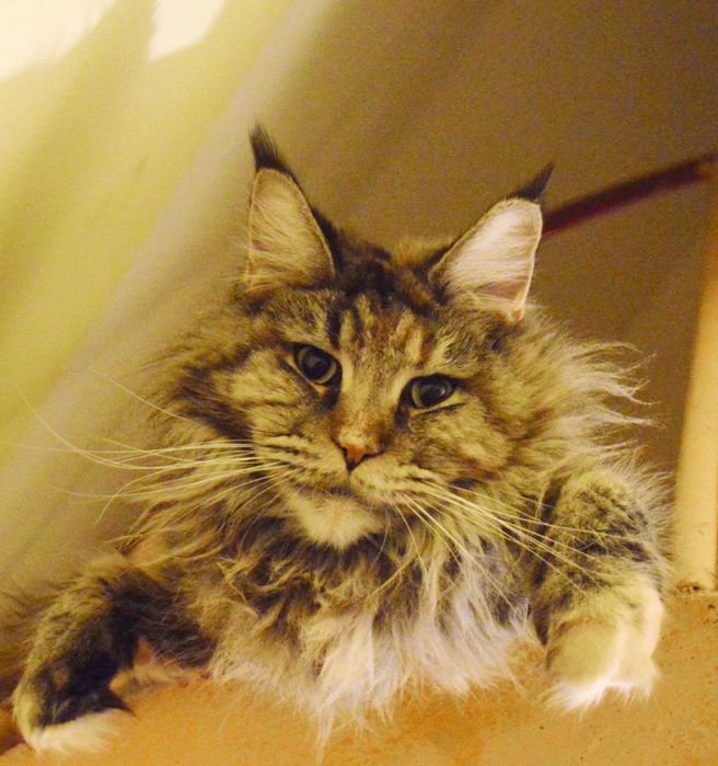 Дівчинка з відомого розплідника Bartalameo Акційна ціна