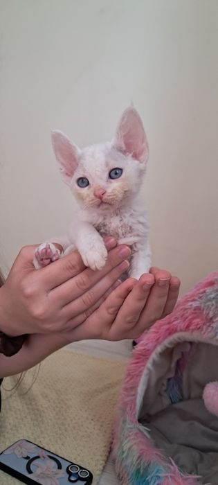 Koteczka devon rex niebieskooka