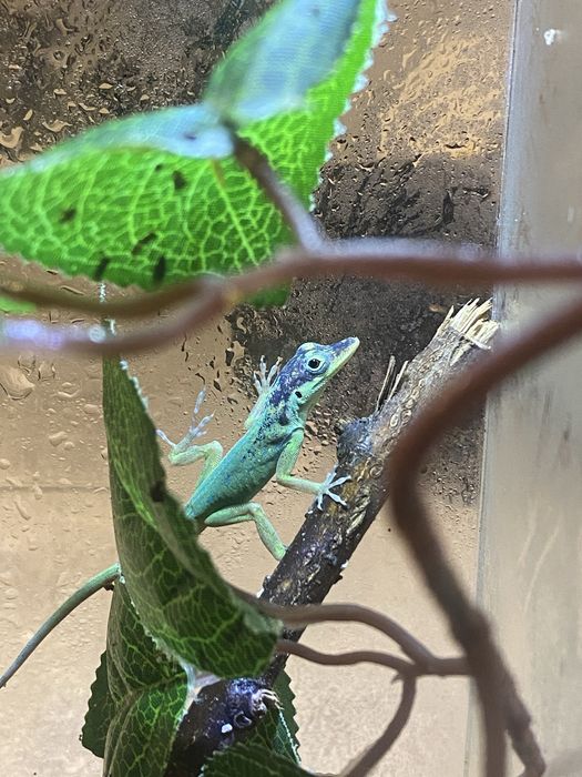 Anolis roquet summus macouba