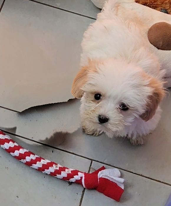 Maltipoo piesek toy malutki