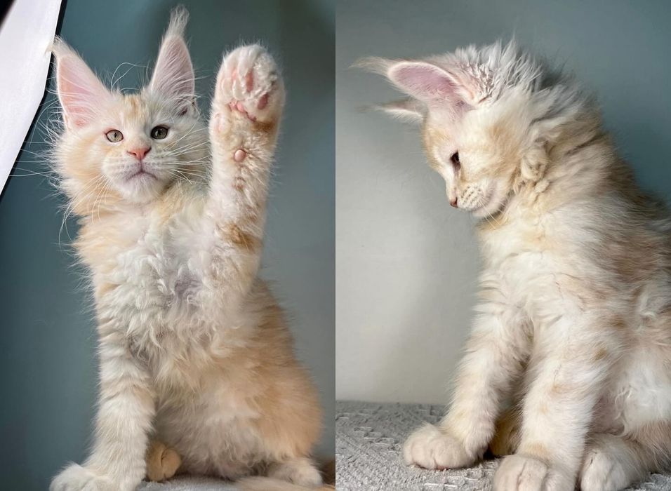 Кошенятка Мейн-кун