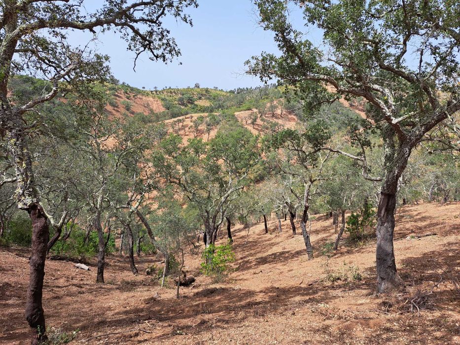 Terreno (Property) 24 Hect . Cortiça (Cork). Bx Alentejo. Algarve