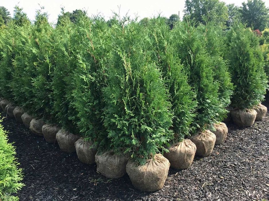 Tuja Brabant 140–160 cm | Dostawa i Sadzenie