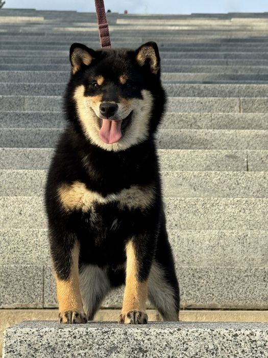 Шикарний хлопчик шиба іну сіба іну