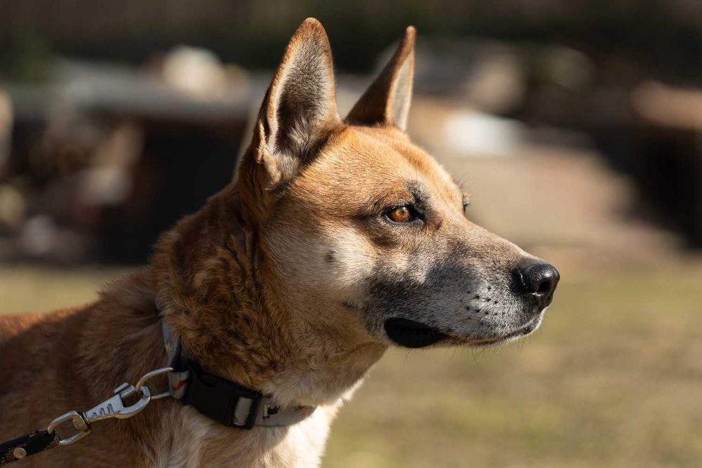 husky mix   Nit szuka domu -schronisko Zgierz -aktualne
