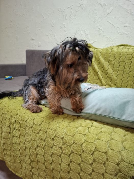 Продам. Йоркширський терєр, хлопчик, стандарт. 8 місяців