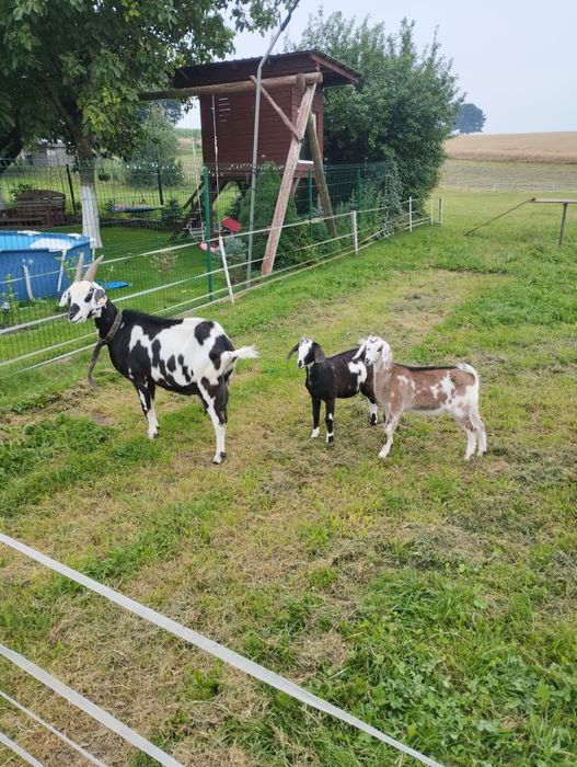 Mlode Kózki 75 % anglonubijskie