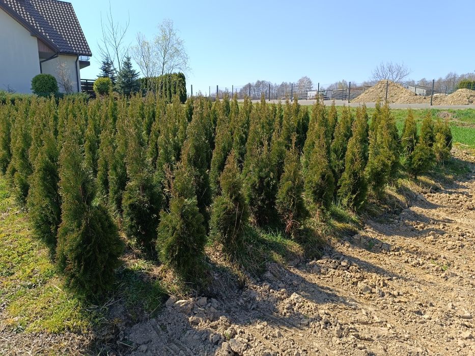 Tuja szmaragd ok 120-140 cm