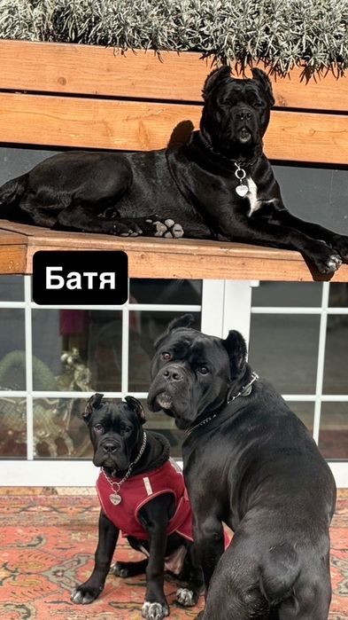 Цуценята Кане-Корсо