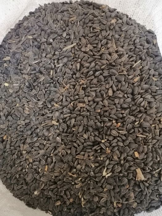 Насіння соняшника, Семена подсолнечника, Семечка