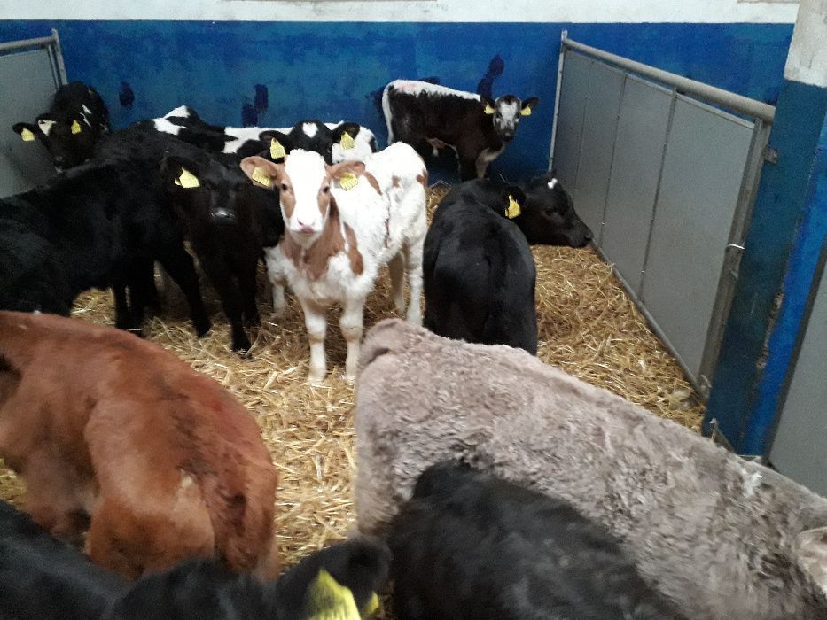 Cielęta, cielaki, byczki oraz jałówki mięsne, MM,MS,HF transport