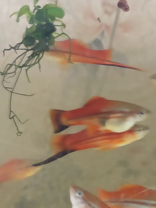 Продам аквариумных рыбок "Меченосец"