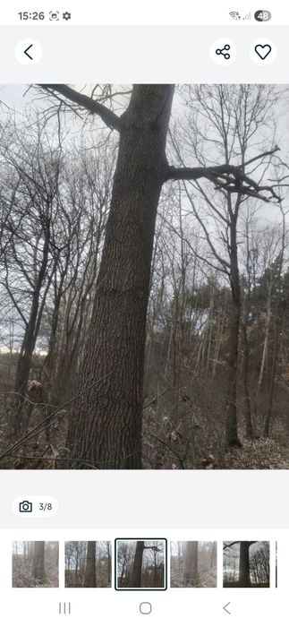 Drzewo Dąb Polecam