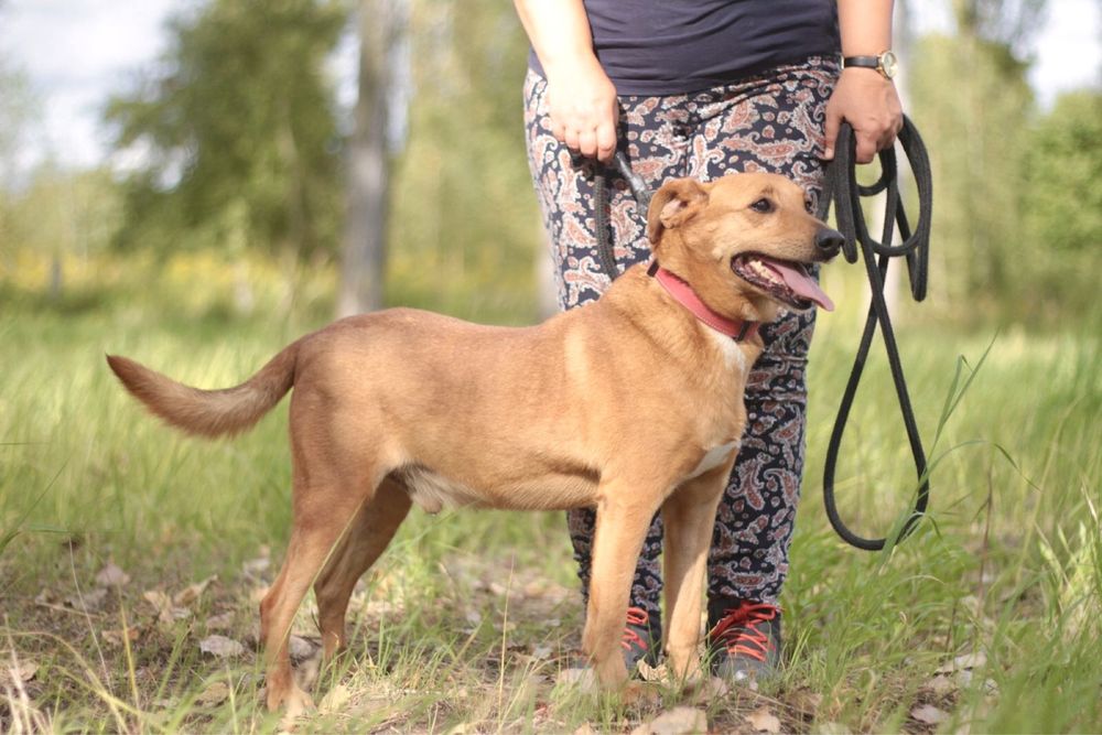 Uśmiechnięty, wesoły i przyjazny Twiściu szuka domu!