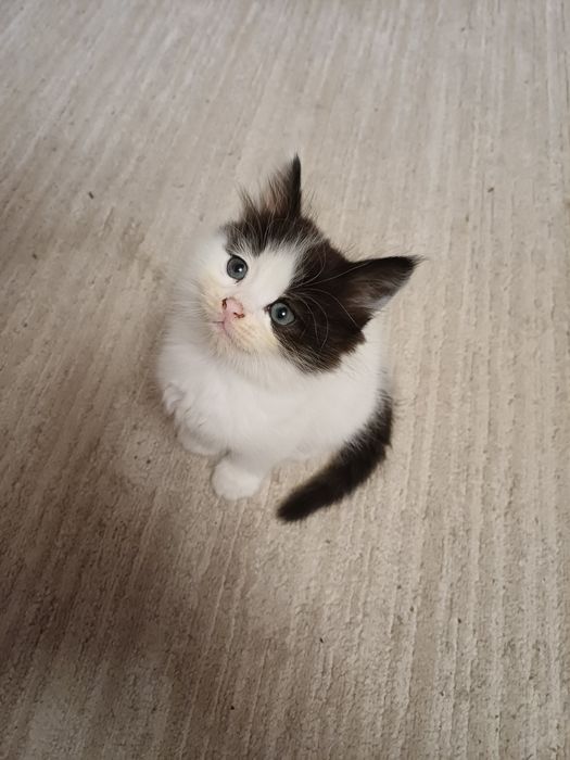 Дві киці шукают домівку