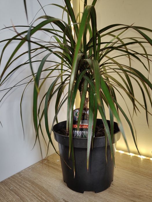 dracena juka - artykuy do domu i ogrodu w dobrej cenie