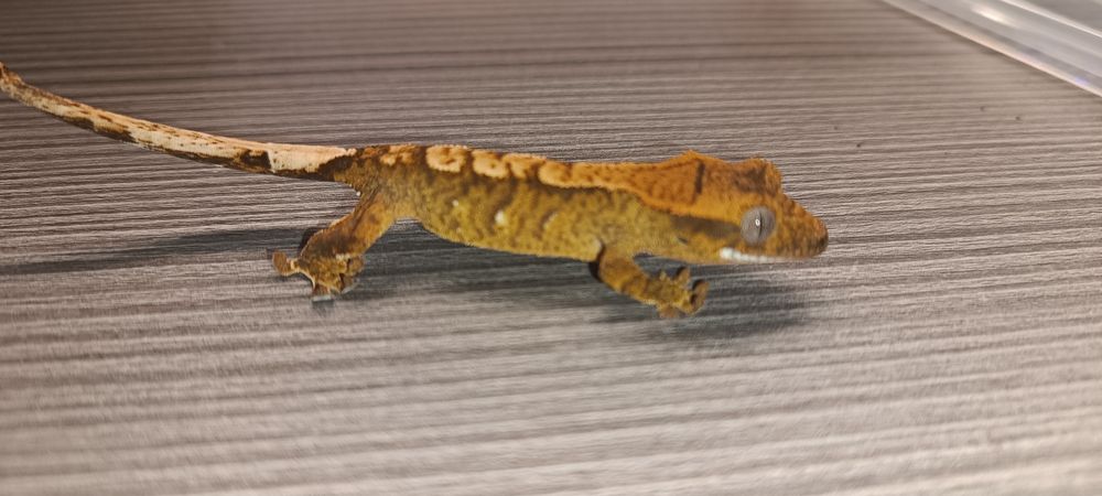 Gekon orzęsiony.