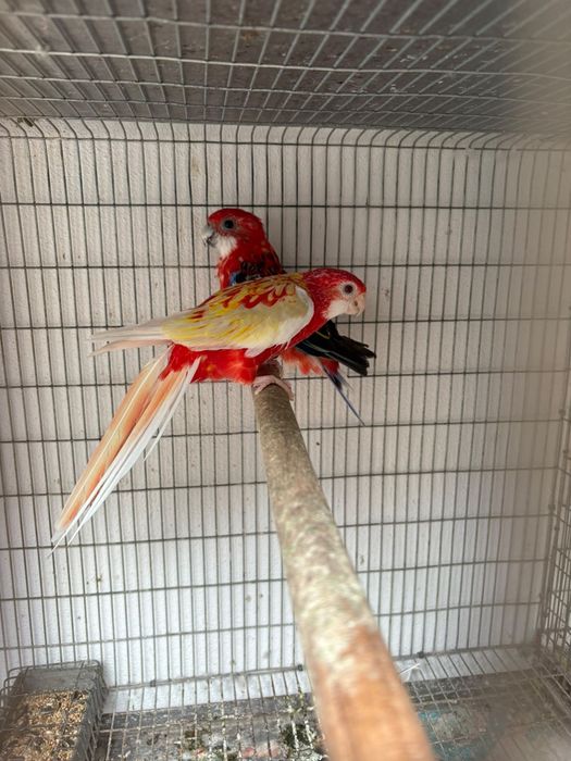 Casais de aves reprodutoras